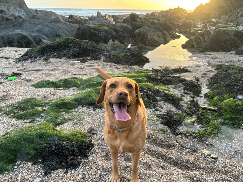 A dog photo thread - please share your pics