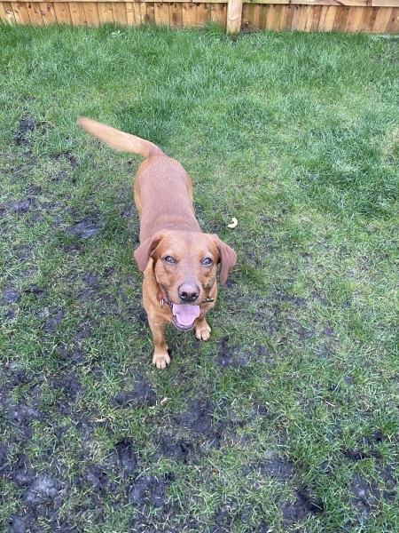 A dog photo thread - please share your pics