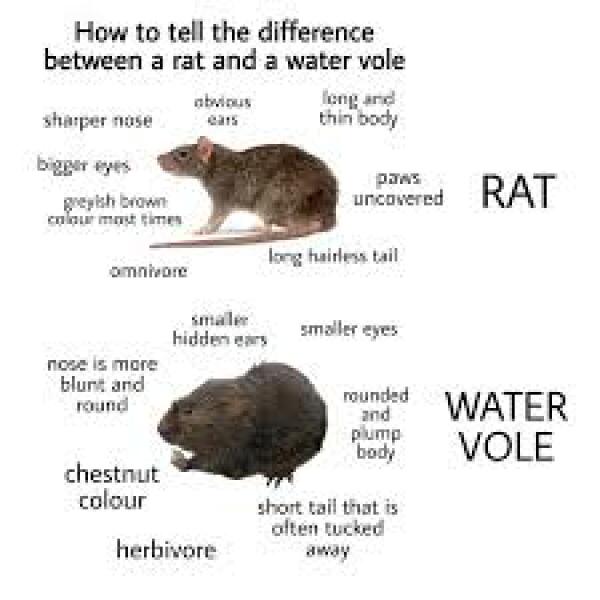 Is this just a rat? (Don’t open if you don’t like rats)