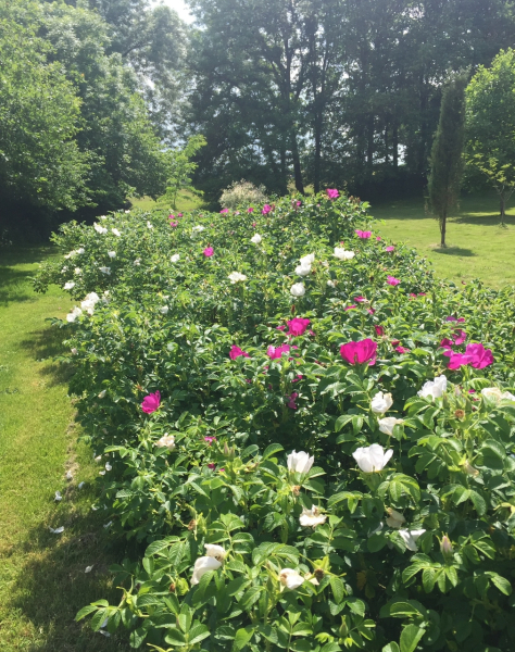Best low level flowering hedge