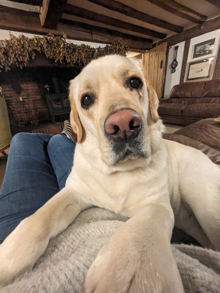 A dog photo thread - please share your pics