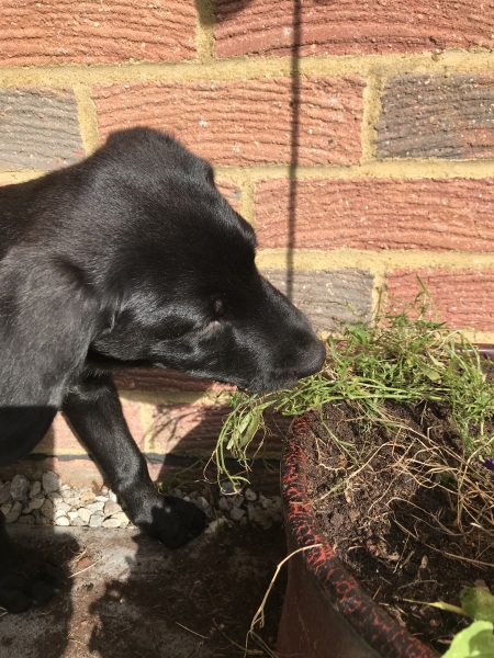 Anyone have a Golden Retriever puppy and found the magic cure to save your garden?