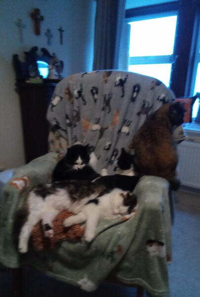 To check the cats haven't all been abducted by aliens