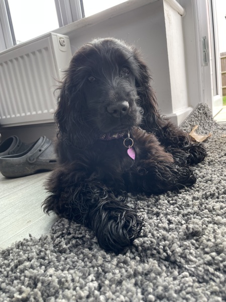 A dog photo thread - please share your pics