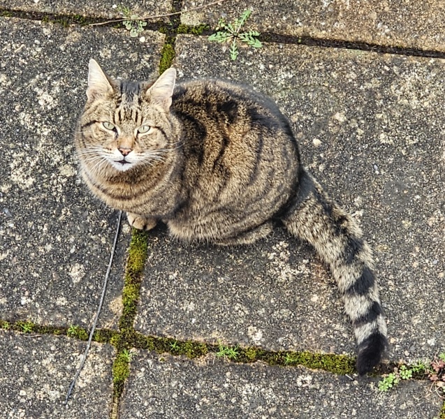 Thug cat part 5 - For he will not do destruction, if he is well-fed, neither will he spit without provocation.