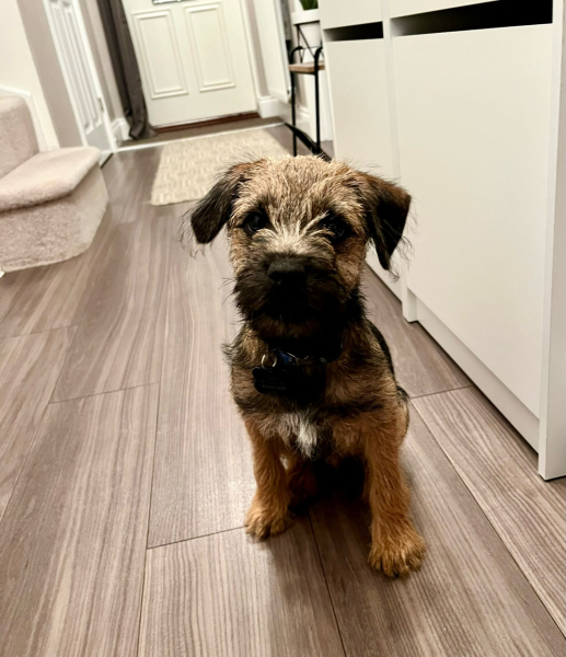 Puppy Survival Thread for New and Old Pups - Spring is around the corner!