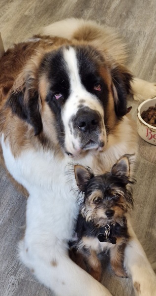 A dog photo thread - please share your pics