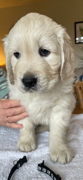 To have fallen in love with a puppy