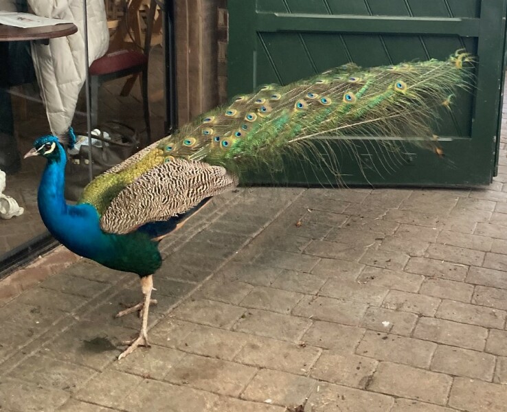 Come and tell me your dull and unexciting news 29: Calmly through the day