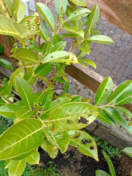 Are my Laurel's fooked?!