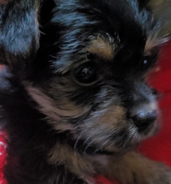 Just booked my puppy in to get spayed and I'm having a wobble