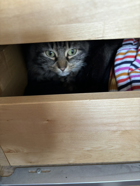Machiavellian Misbehaviour- the Excellent Cats Deny Everything
