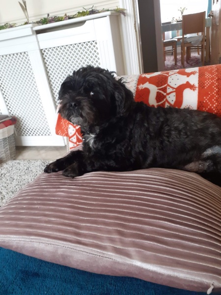 A dog photo thread - please share your pics