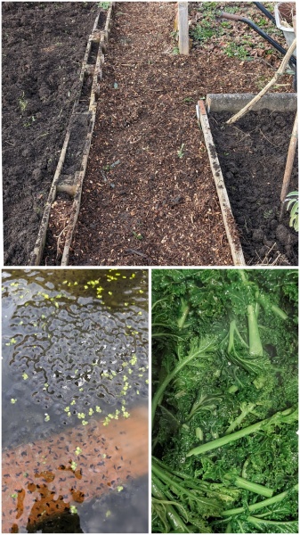 The Vegetable Patch Mark 2