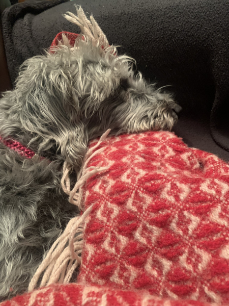A dog photo thread - please share your pics