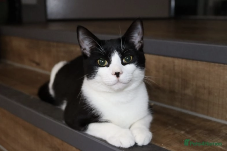 KatKin - is it really worth it or overrated?