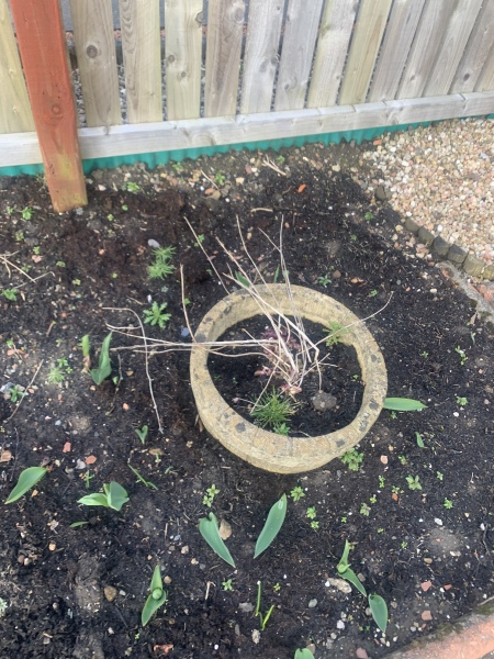 What have you done in the garden today Part 4 Spring 2024.