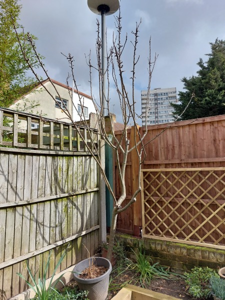 Pruning