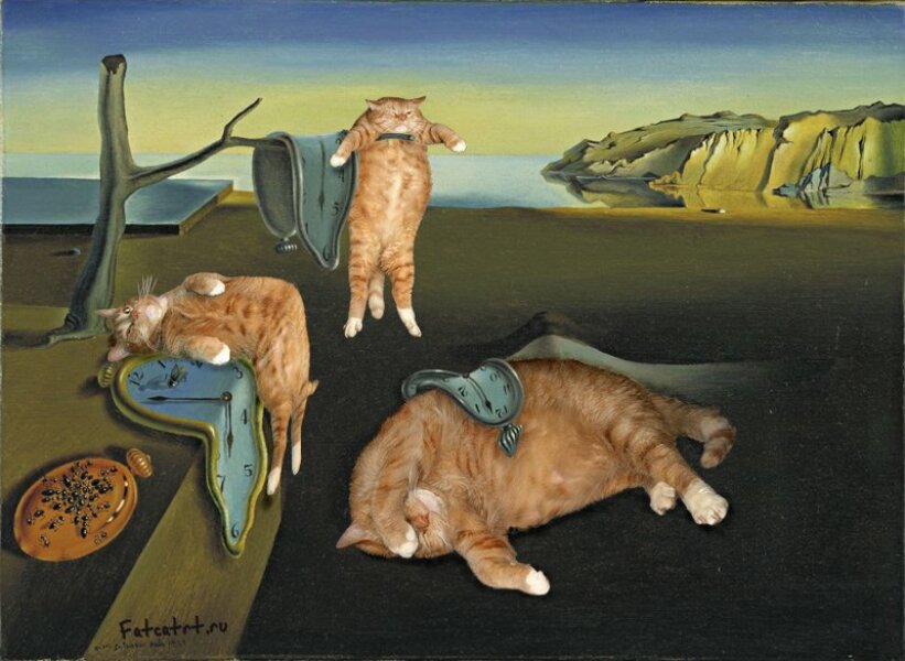 Machiavellian Misbehaviour- the Excellent Cats Deny Everything
