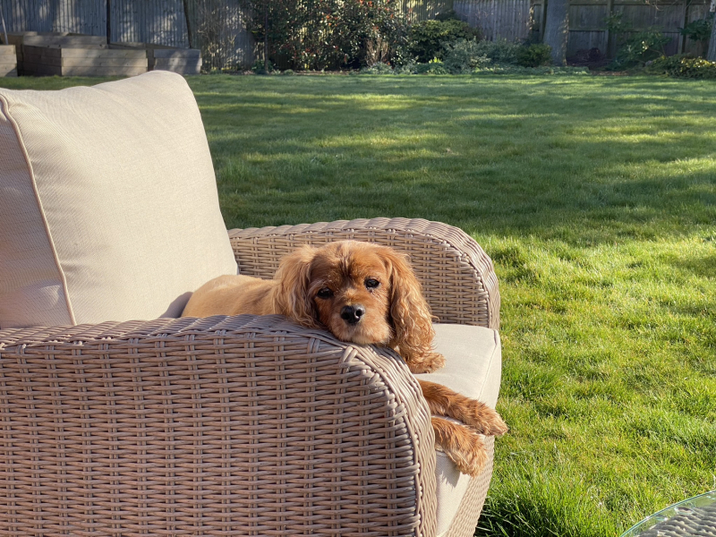A dog photo thread - please share your pics
