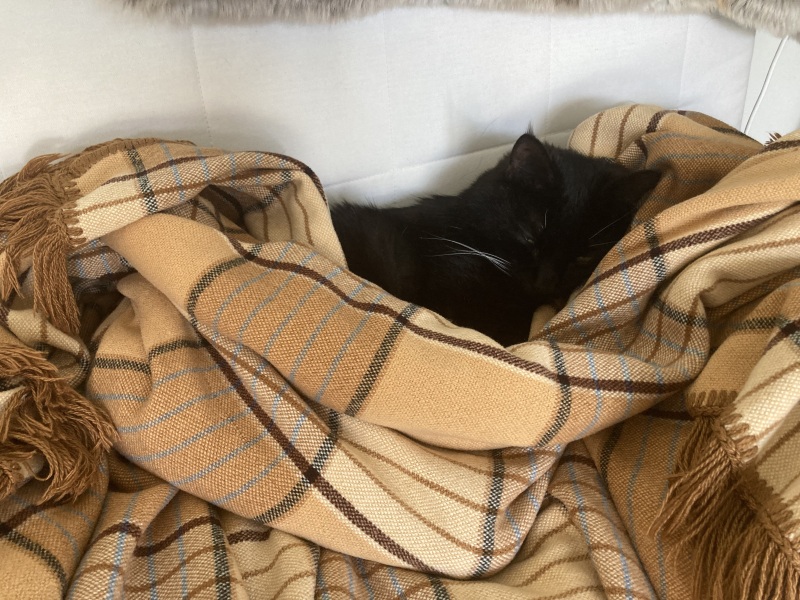 Machiavellian Misbehaviour- the Excellent Cats Deny Everything