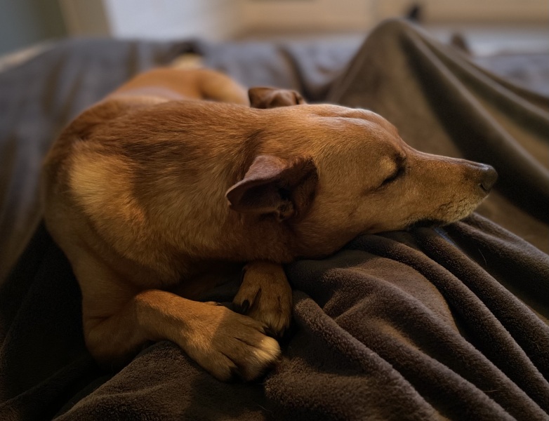 A dog photo thread - please share your pics
