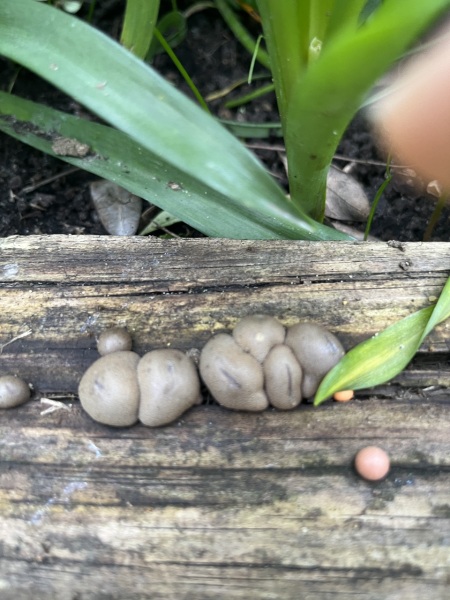 What are these weird things?