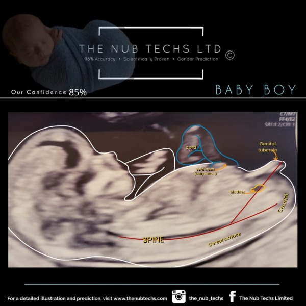 “Confirmed” nub theories