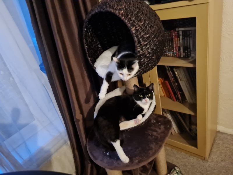 Tales and Tails and NMCs  -  the Excellent Cats March On