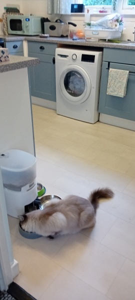 Cat communicator. I'm in the wrong job!