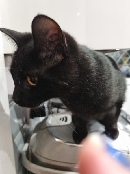 Been offered a kitten - but not sure!