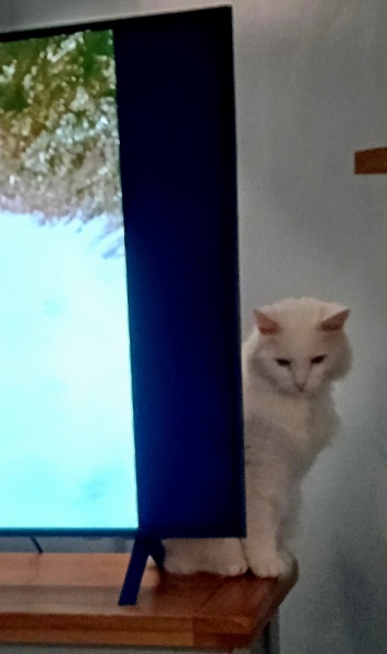 Tales and Tails and NMCs  -  the Excellent Cats March On