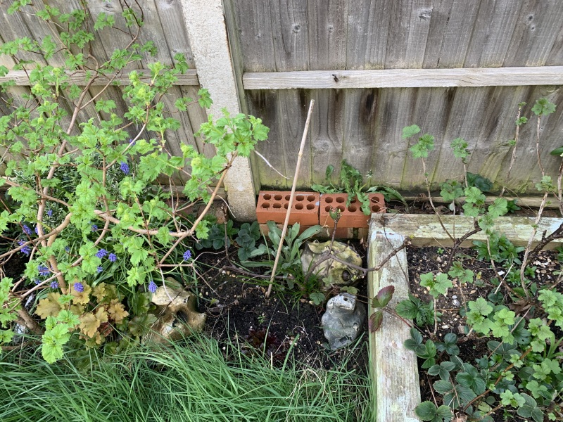 Help a cat owner out - plant identification