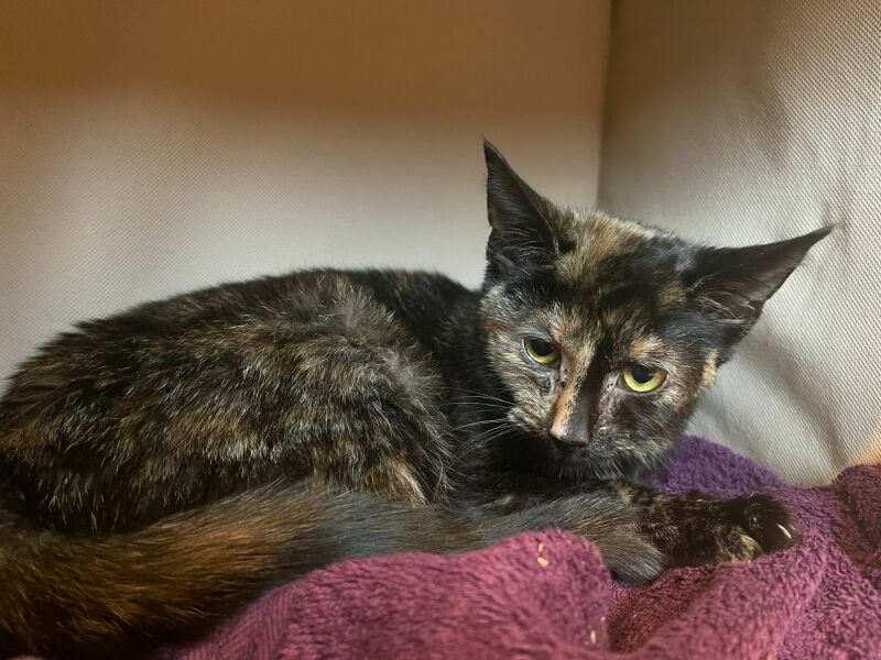 My poor kitten is going downhill - scared