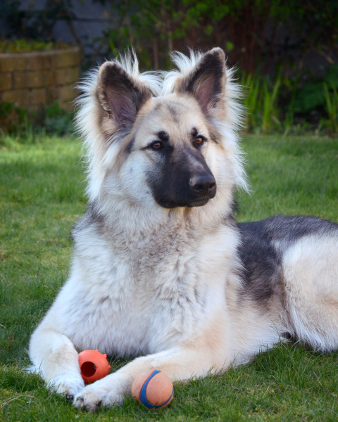 A dog photo thread - please share your pics
