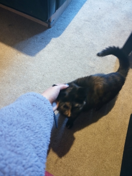 My poor kitten is going downhill - scared