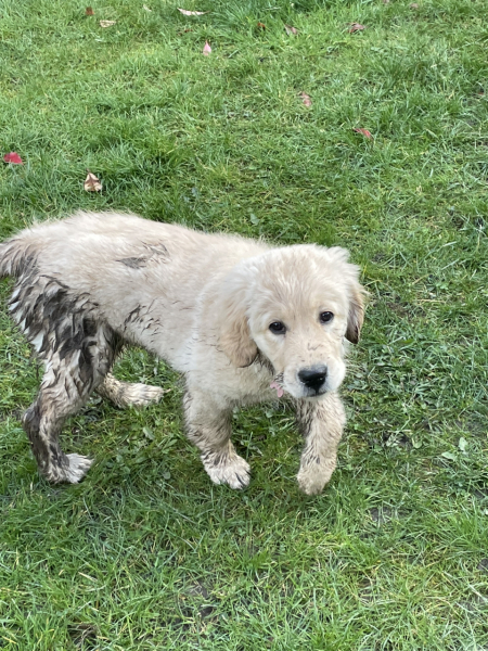 What do I need to know about getting a golden retriever?