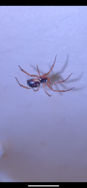 Spiders in my house