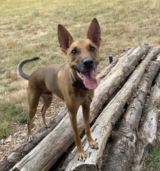 A dog photo thread - please share your pics
