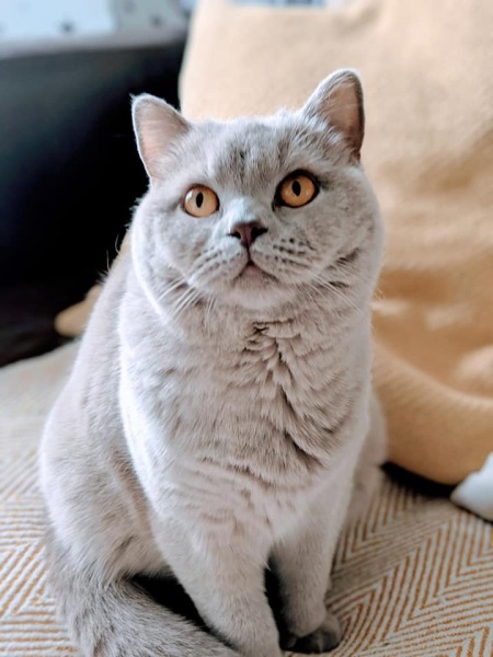 How much does your BSH weigh?