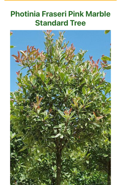 Privacy trees for very small garden