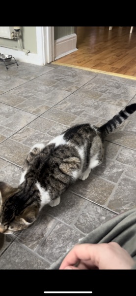 Cat walking strange