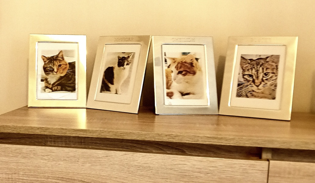 Tales and Tails and NMCs  -  the Excellent Cats March On