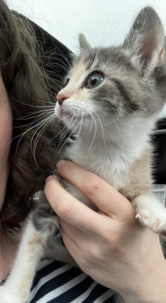 It’s a kitten name thread