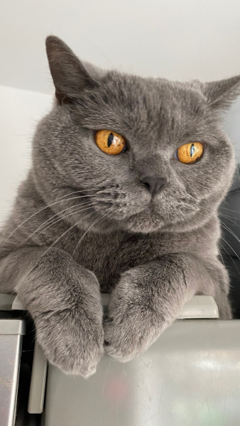 How much does your BSH weigh?