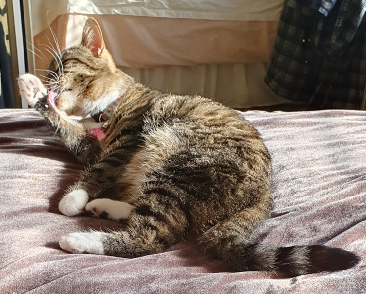 Where did you get your cat/s from?