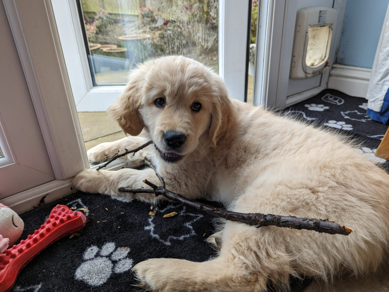 What do I need to know about getting a golden retriever?