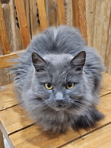 Machiavellian Misbehaviour- the Excellent Cats Deny Everything