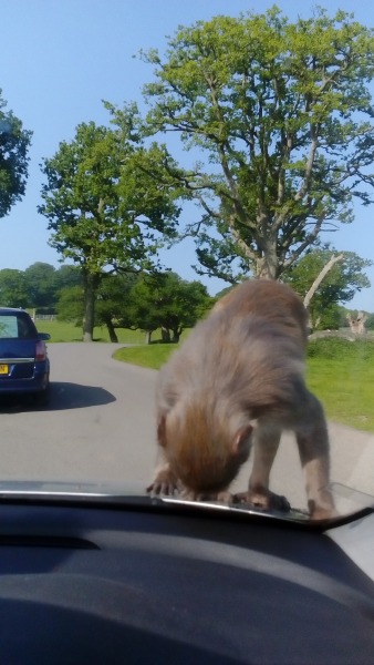 Longleat - Safari first (bus or own car?) or boat first