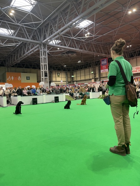 Crufts - Tips and Advice